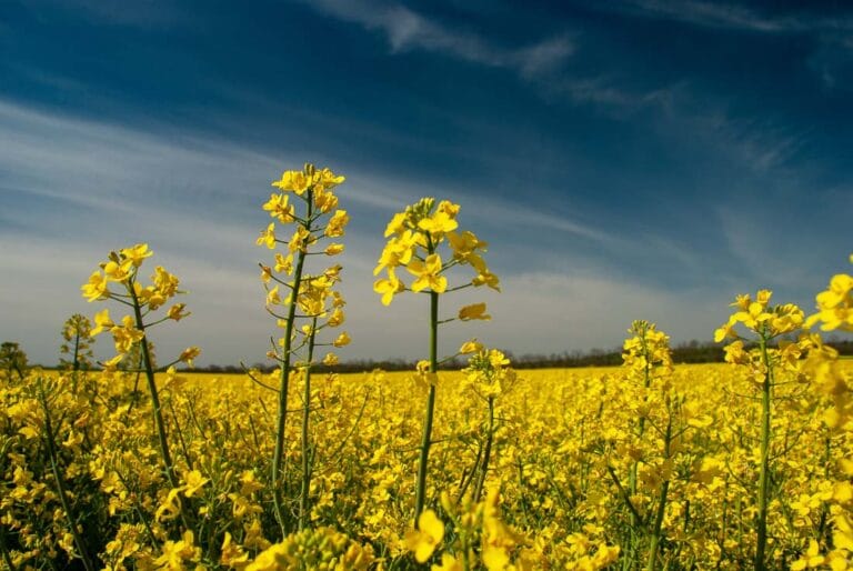 Canola Oil Controversy: Is Canola Oil Bad For You? - Shaped by Charlotte