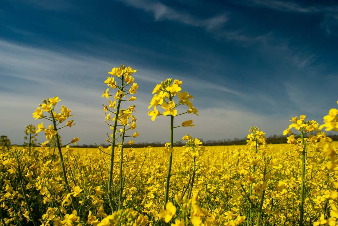 Field of canola plants.